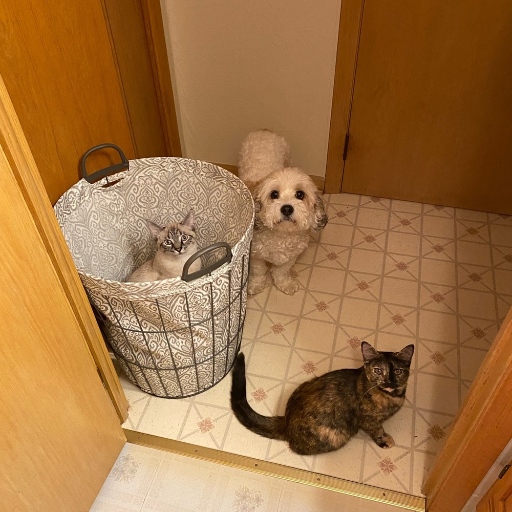 MEET MY PETS (: